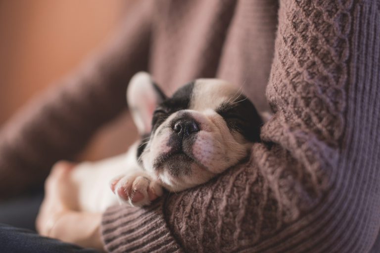 Meilleurs lits chauffants pour chiens  - Guide de l'acheteur et commentaires