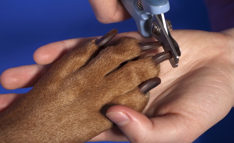 Meilleur coupe ongles pour chien