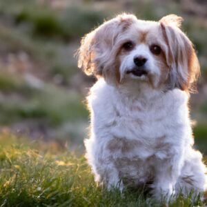 Lire la suite à propos de l’article Les 10 races de petits chiens les plus populaires : découvrez le compagnon parfait pour votre famille !